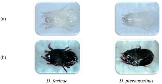 Understanding Dermatophagoides Farinae vs. Dermatophagoides Pteronyssinus: Key Differences and Treatments