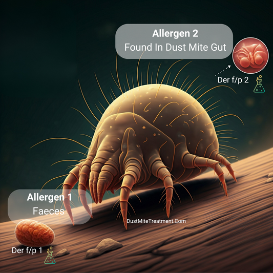 How a Dust Mite Causes An Allergy